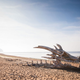 Illustration for article titled Did a massive dragon just wash ashore along Englands Jurassic coast?